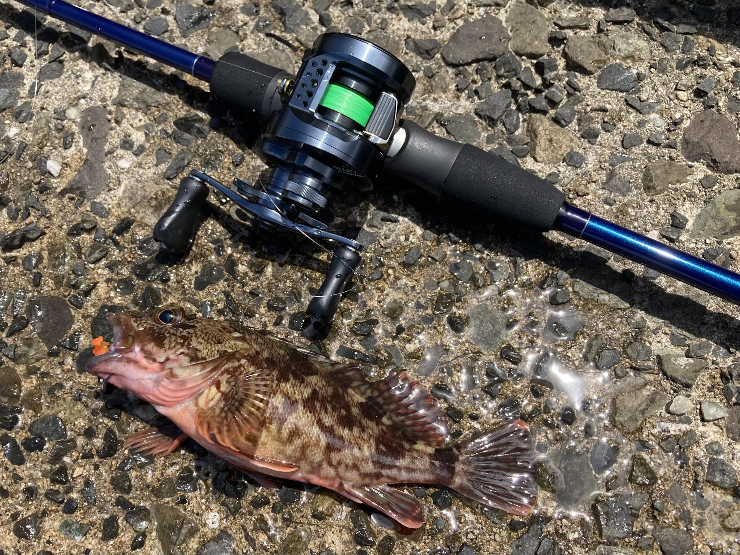 カサゴ釣りに行ってきた｜トモの釣り旅！
